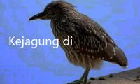 Kejagung di Atas Angin, KPK Cuma Menang Nama